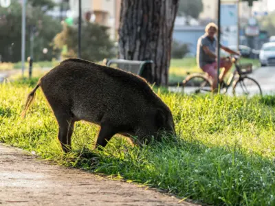 Sanglier en ville